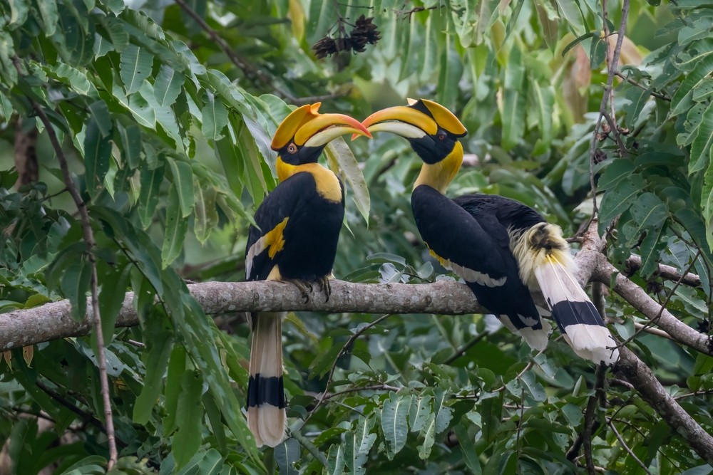 Bird Watching at Pakshipathalam