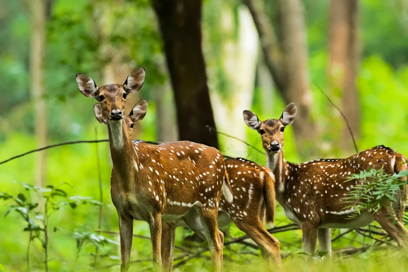 Wayanad Wildlife