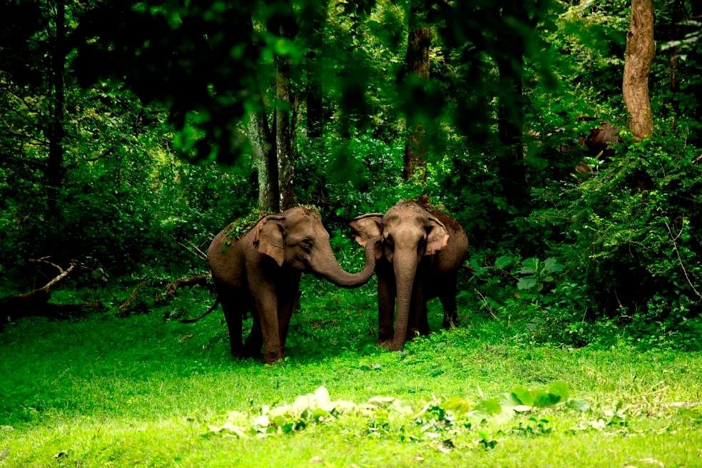 Elephants in Sanctuary